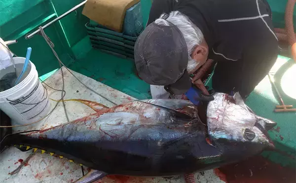 「完全フカセ釣りで64kgキハダマグロをキャッチ！【和歌山・昌丸】船中マグロ乱舞」の画像