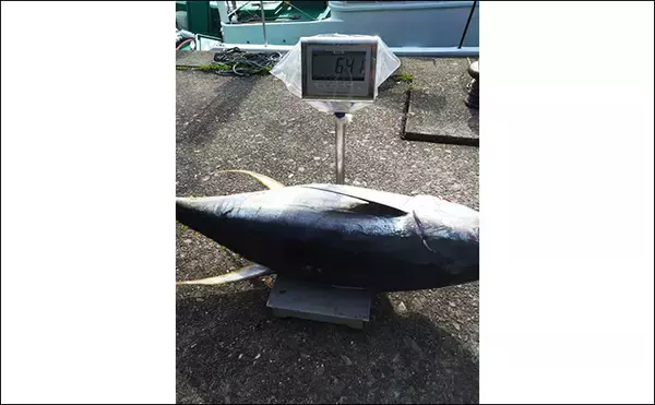「完全フカセ釣りで64kgキハダマグロをキャッチ！【和歌山・昌丸】船中マグロ乱舞」の画像