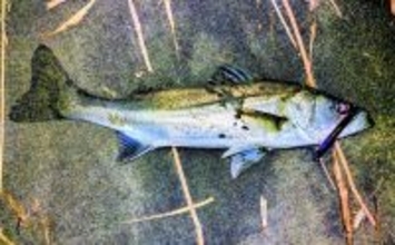 「潮が悪くてもシーバスはいる！」 悪条件のバチ抜けシーバスは【流れ】が肝？