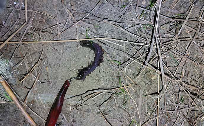 「潮が悪くてもシーバスはいる！」 悪条件のバチ抜けシーバスは【流れ】が肝？