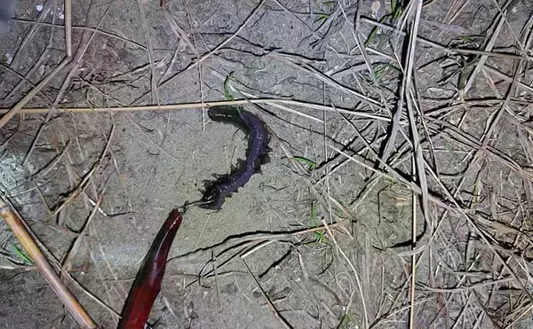 「「潮が悪くてもシーバスはいる！」 悪条件のバチ抜けシーバスは【流れ】が肝？」の画像