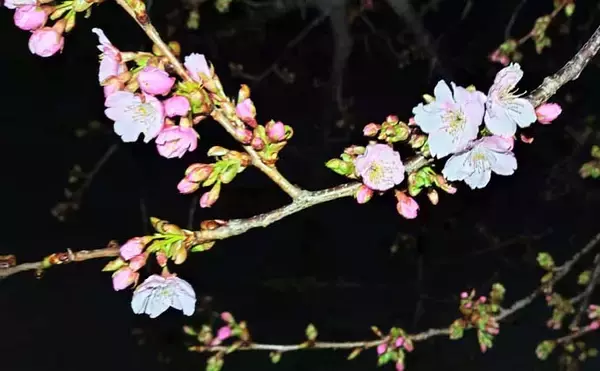 「「潮が悪くてもシーバスはいる！」 悪条件のバチ抜けシーバスは【流れ】が肝？」の画像