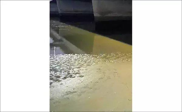 「「潮が悪くてもシーバスはいる！」 悪条件のバチ抜けシーバスは【流れ】が肝？」の画像