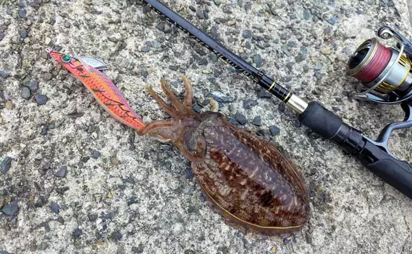 春のコウイカエギングシーズン開幕！【京都府】良型交じりで本命複数安打達成