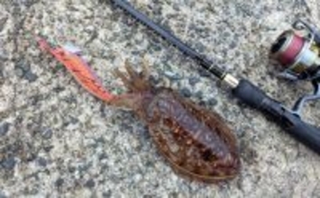 春のコウイカエギングシーズン開幕！【京都府】良型交じりで本命複数安打達成