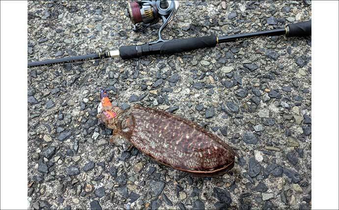 春のコウイカエギングシーズン開幕！【京都府】良型交じりで本命複数安打達成