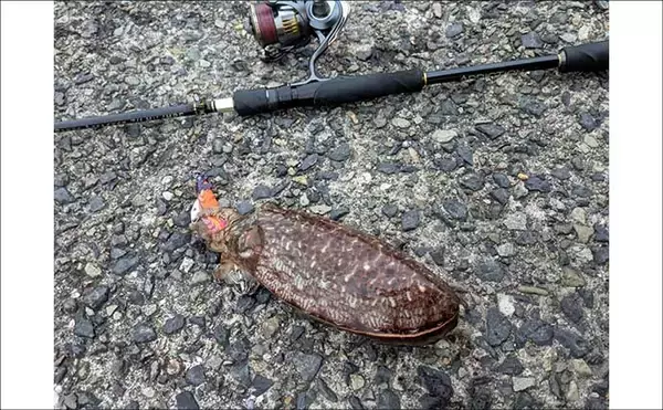 「春のコウイカエギングシーズン開幕！【京都府】良型交じりで本命複数安打達成」の画像