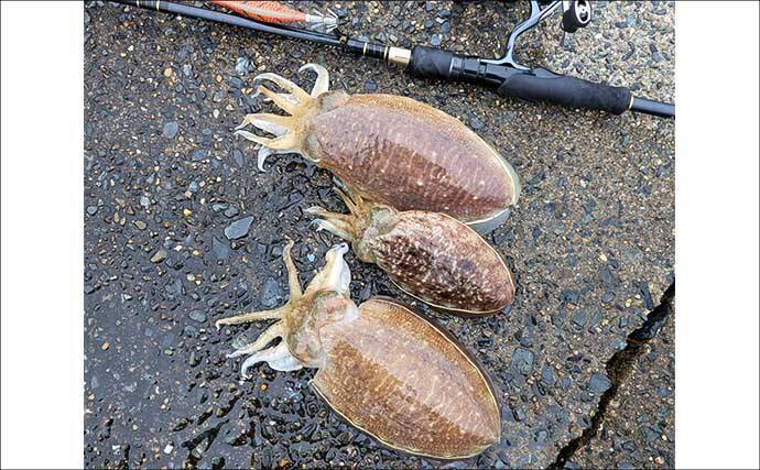 春のコウイカエギングシーズン開幕！【京都府】良型交じりで本命複数安打達成