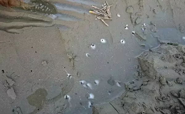 「塩で採る！【マテ貝の潮干狩り】完全ガイド　道具は100均アイテムでもOK」の画像