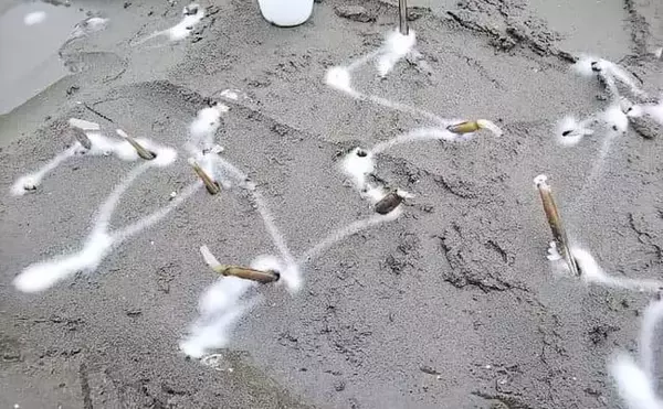 「塩で採る！【マテ貝の潮干狩り】完全ガイド　道具は100均アイテムでもOK」の画像