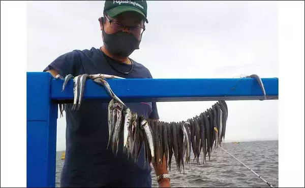 「本牧海づり施設のマダコ釣りで400g級本命2匹　アジやイワシも回遊」の画像