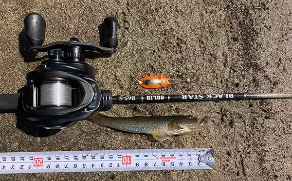 「伊豆半島南部の河川で秋のハゼ釣り調査　ハゼスプーンを使って本命10匹手中」の画像