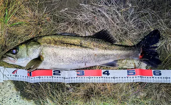 リバーシーバスゲームで62cm頭に良型シーバス3本キャッチ【千葉】流れの変化が肝