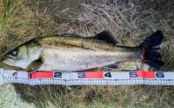 リバーシーバスゲームで62cm頭に良型シーバス3本キャッチ【千葉】流れの変化が肝