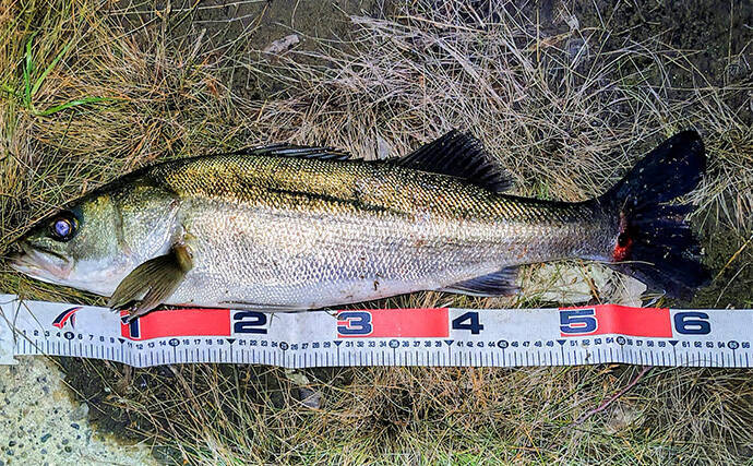 リバーシーバスゲームで62cm頭に良型シーバス3本キャッチ【千葉】流れの変化が肝