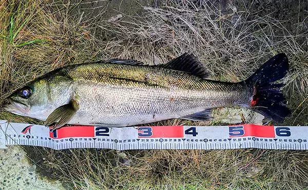 「リバーシーバスゲームで62cm頭に良型シーバス3本キャッチ【千葉】流れの変化が肝」の画像