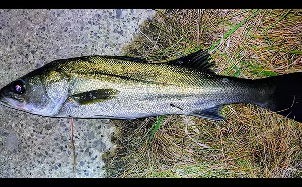 「リバーシーバスゲームで62cm頭に良型シーバス3本キャッチ【千葉】流れの変化が肝」の画像