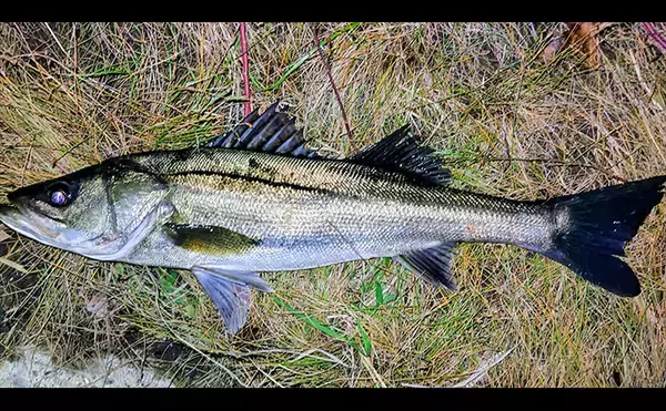 「リバーシーバスゲームで62cm頭に良型シーバス3本キャッチ【千葉】流れの変化が肝」の画像