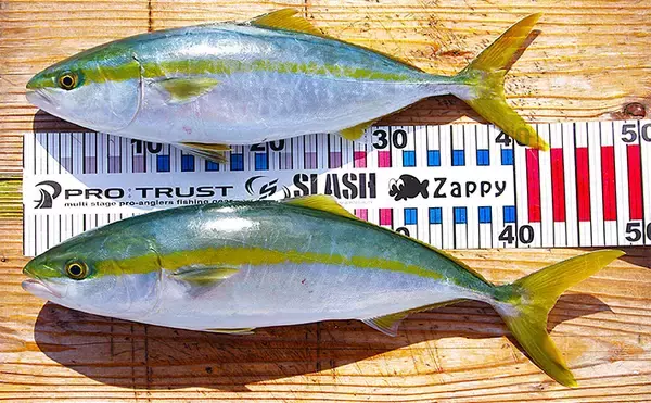 「明石沖に青物が戻ってきた！」ボートジギングで久々のハマチと対面【兵庫】