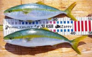 「明石沖に青物が戻ってきた！」ボートジギングで久々のハマチと対面【兵庫】