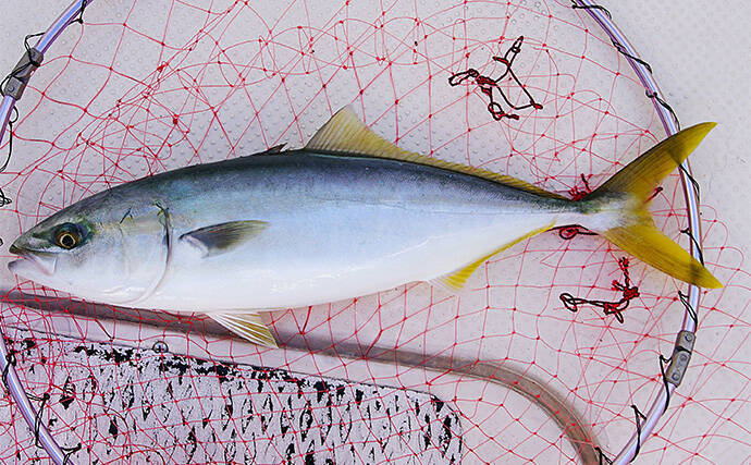 「明石沖に青物が戻ってきた！」ボートジギングで久々のハマチと対面【兵庫】