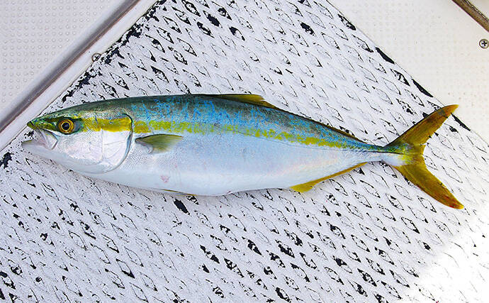 「明石沖に青物が戻ってきた！」ボートジギングで久々のハマチと対面【兵庫】