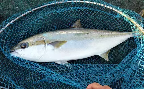 「【沖釣り釣果速報】落とし込み釣りで快挙！ヒラマサ106cm＆青物60尾超えの大爆発（福岡）」の画像