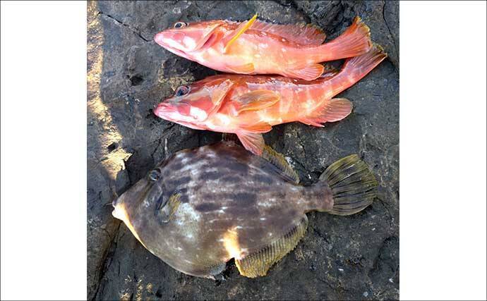 磯釣り初体験の友人をアテンド　フカセ釣りで30cm超えカワハギをキャッチ