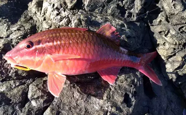 「磯釣り初体験の友人をアテンド　フカセ釣りで30cm超えカワハギをキャッチ」の画像