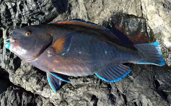 「磯釣り初体験の友人をアテンド　フカセ釣りで30cm超えカワハギをキャッチ」の画像