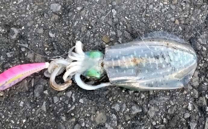 磯釣り初体験の友人をアテンド　フカセ釣りで30cm超えカワハギをキャッチ