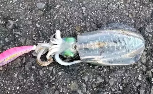 「磯釣り初体験の友人をアテンド　フカセ釣りで30cm超えカワハギをキャッチ」の画像