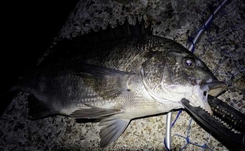 メバリングロッド流用チニングで45cm級チヌに50cmシーバス　メバル用プラグにヒット