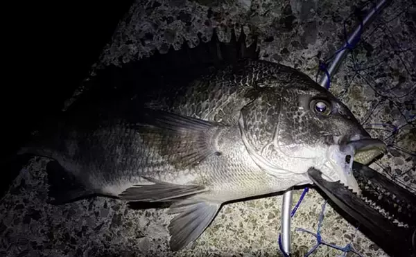 メバリングロッド流用チニングで45cm級チヌに50cmシーバス　メバル用プラグにヒット