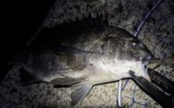 メバリングロッド流用チニングで45cm級チヌに50cmシーバス　メバル用プラグにヒット