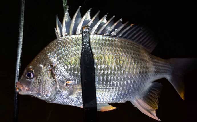 メバリングロッド流用チニングで45cm級チヌに50cmシーバス　メバル用プラグにヒット