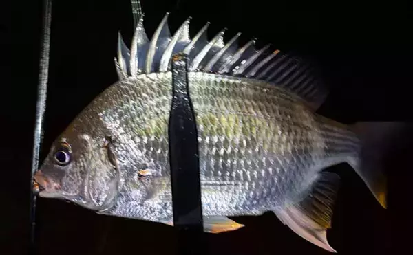 「メバリングロッド流用チニングで45cm級チヌに50cmシーバス　メバル用プラグにヒット」の画像