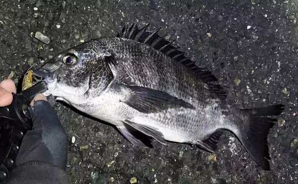 「メバリングロッド流用チニングで45cm級チヌに50cmシーバス　メバル用プラグにヒット」の画像