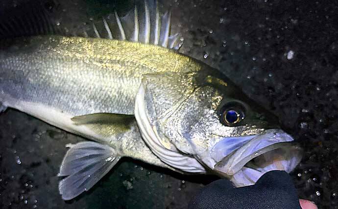 メバリングロッド流用チニングで45cm級チヌに50cmシーバス　メバル用プラグにヒット