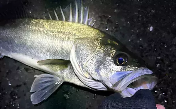 「メバリングロッド流用チニングで45cm級チヌに50cmシーバス　メバル用プラグにヒット」の画像