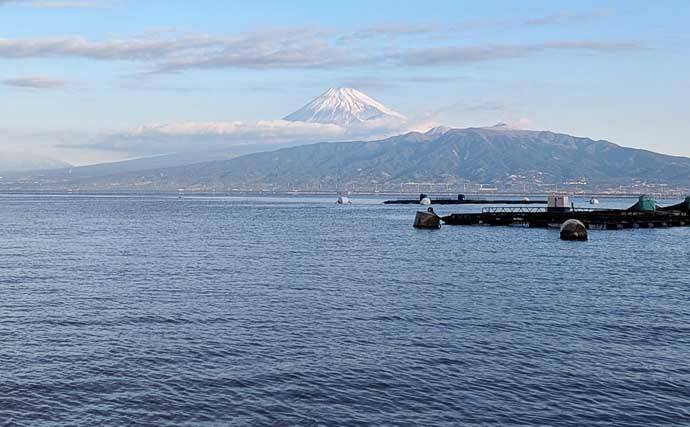 海上釣り堀でワラサ連発＆マダイ追釣！【静岡・沼津】カツオの切り身が的中