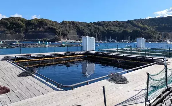 「海上釣り堀でワラサ連発＆マダイ追釣！【静岡・沼津】カツオの切り身が的中」の画像