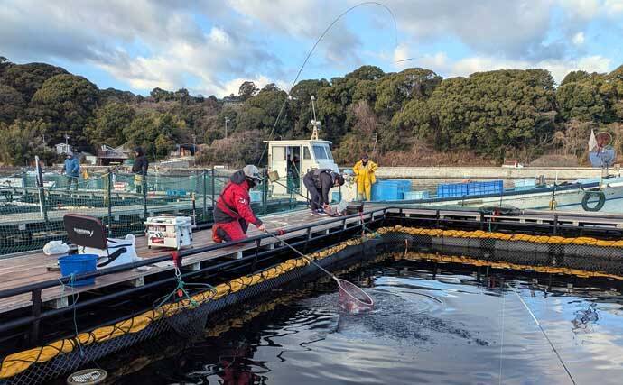 海上釣り堀でワラサ連発＆マダイ追釣！【静岡・沼津】カツオの切り身が的中
