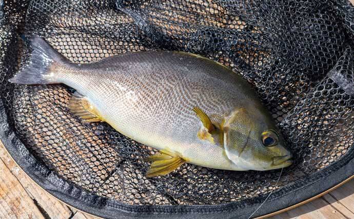 海上釣り堀でワラサ連発＆マダイ追釣！【静岡・沼津】カツオの切り身が的中