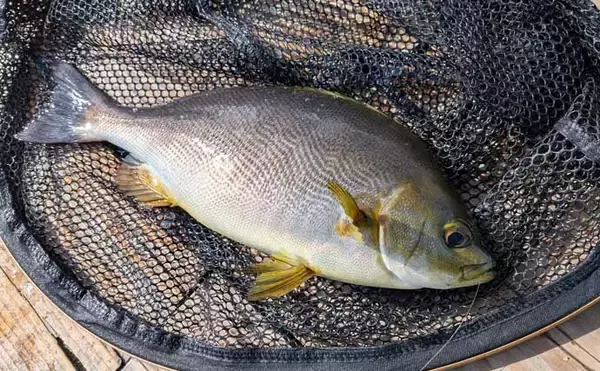 「海上釣り堀でワラサ連発＆マダイ追釣！【静岡・沼津】カツオの切り身が的中」の画像