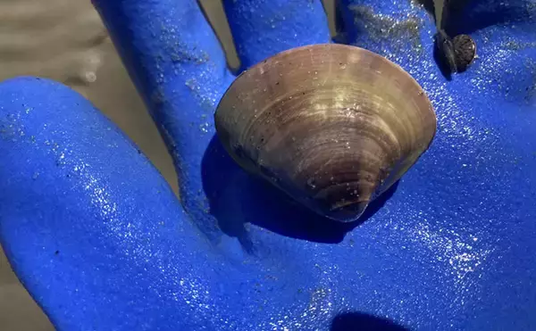 「魚影ならぬ「貝影」が抜群に濃いトンボロ干潟でハマグリを発見！【愛知・前島】」の画像