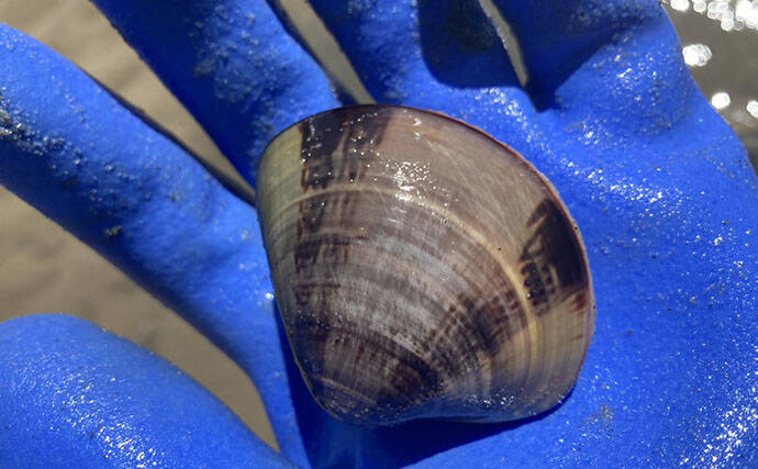 魚影ならぬ「貝影」が抜群に濃いトンボロ干潟でハマグリを発見！【愛知・前島】