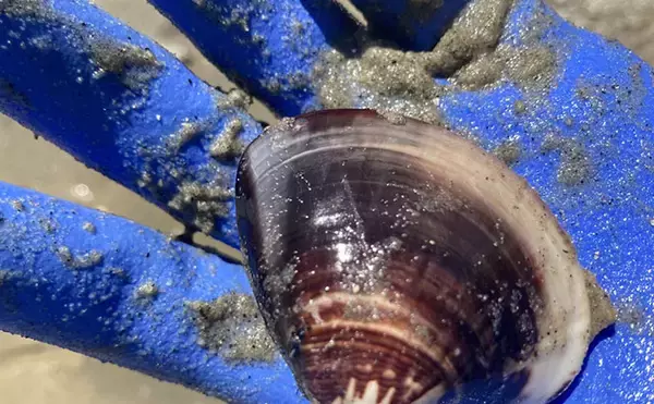 「魚影ならぬ「貝影」が抜群に濃いトンボロ干潟でハマグリを発見！【愛知・前島】」の画像