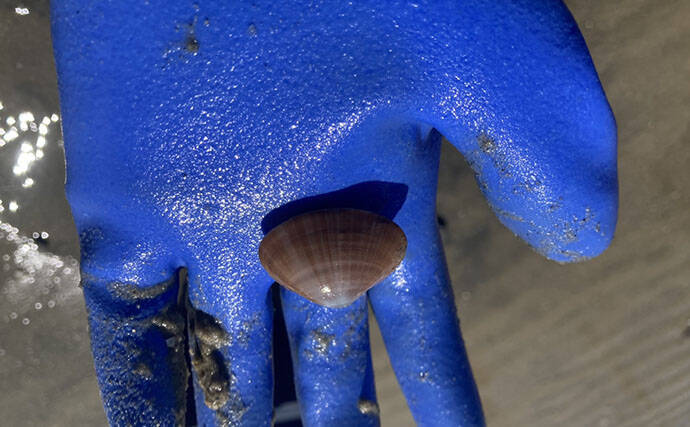 魚影ならぬ「貝影」が抜群に濃いトンボロ干潟でハマグリを発見！【愛知・前島】