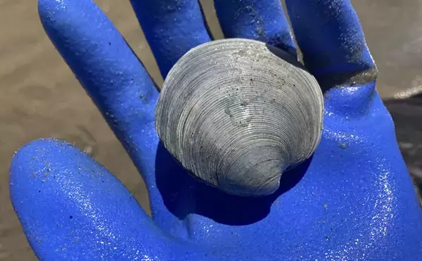 「魚影ならぬ「貝影」が抜群に濃いトンボロ干潟でハマグリを発見！【愛知・前島】」の画像